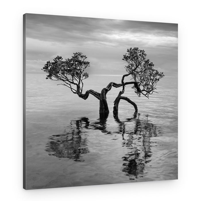 Twisted Tree Stillness – Canvas Print