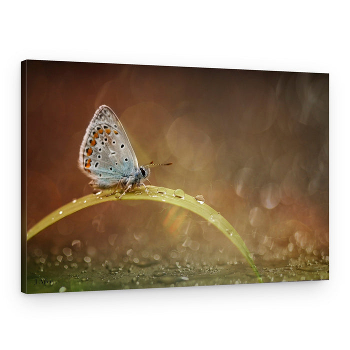 Morning Dew Butterfly – Canvas Print