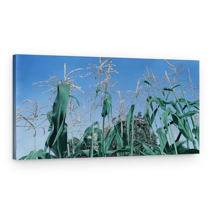 Cooley's Corn – Canvas Print