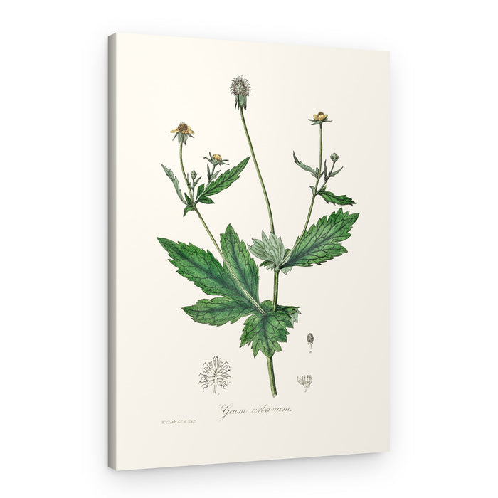 Wood Avens (geum Urbanum) Medical Botany – Canvas Print