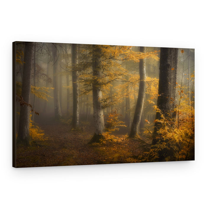 Misty Autumn Woods – Canvas Print
