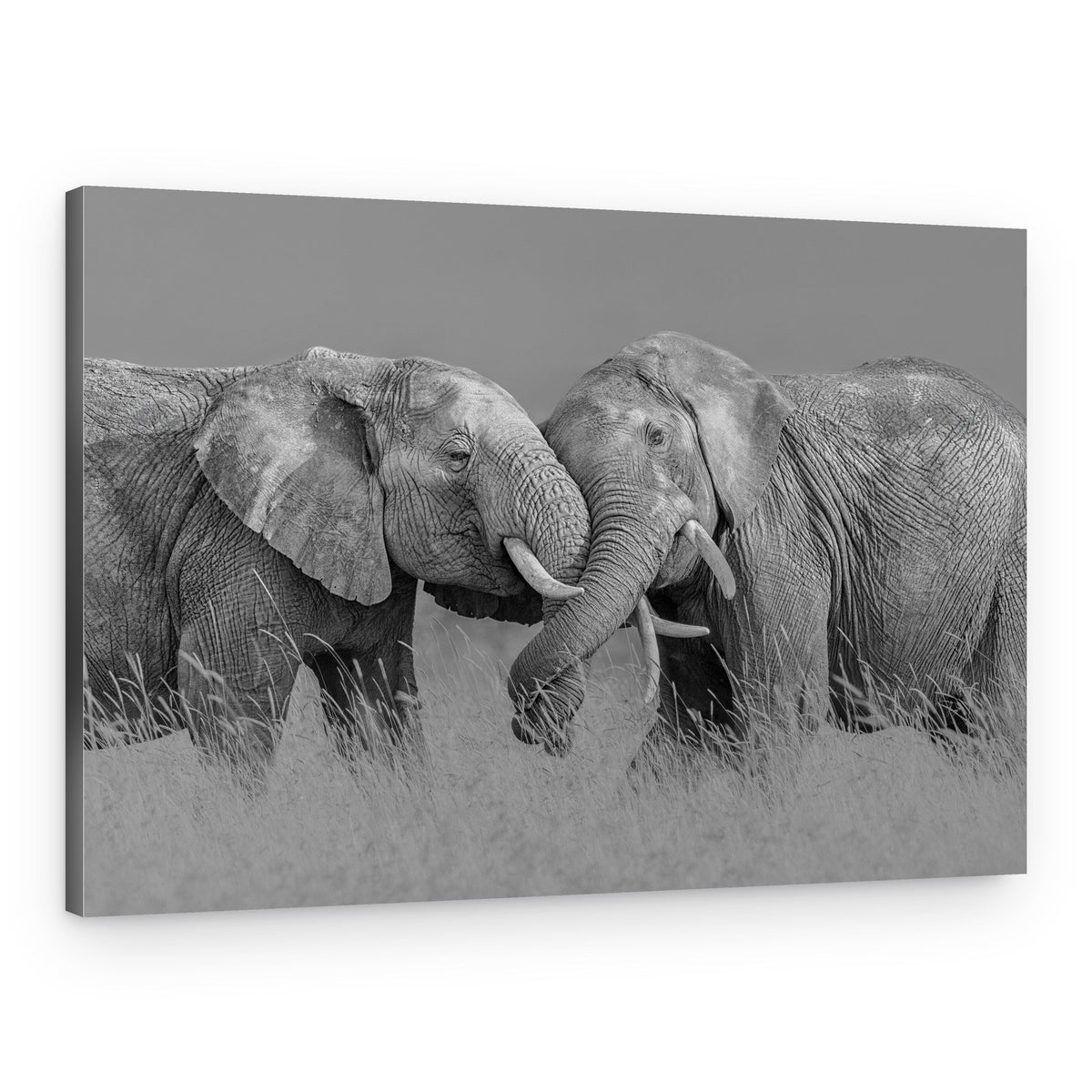 Elephant Flight – Canvas Print