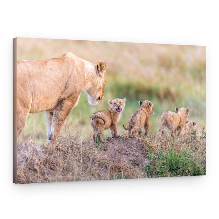 Lioness and Playful Cubs – Canvas Print