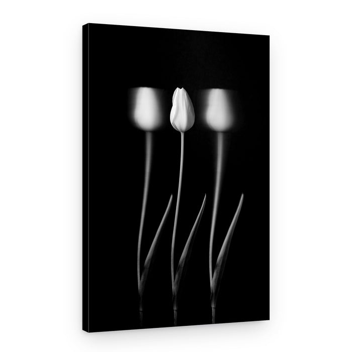 Soft White Tulips – Canvas Print