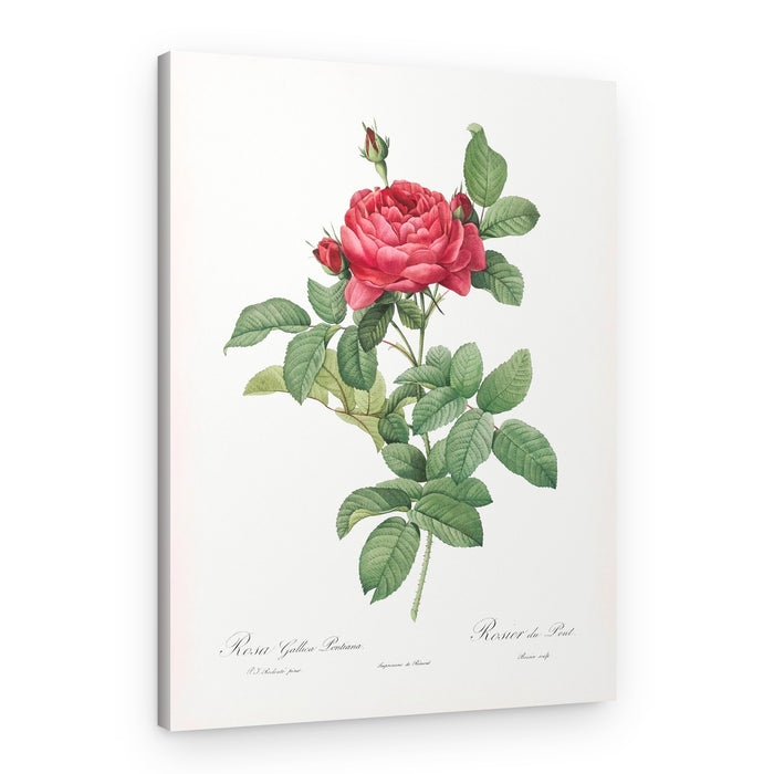 Rosa Gallica Pontiana, Les Roses (1817–1824) – Canvas Print