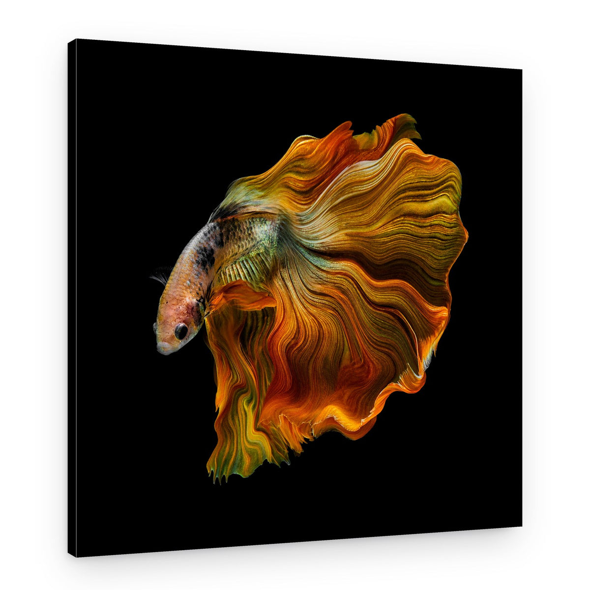 Flowing Gold Betta – Canvas Print