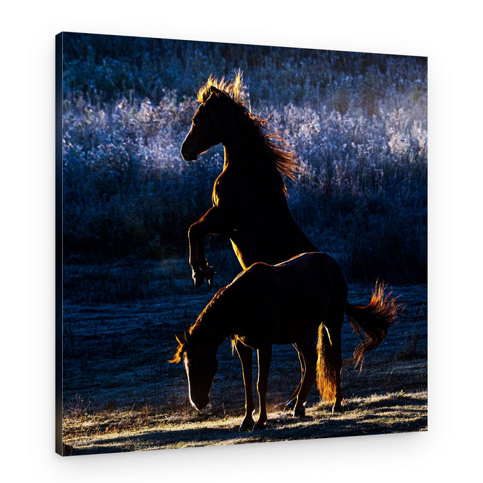 Horses – Canvas Print