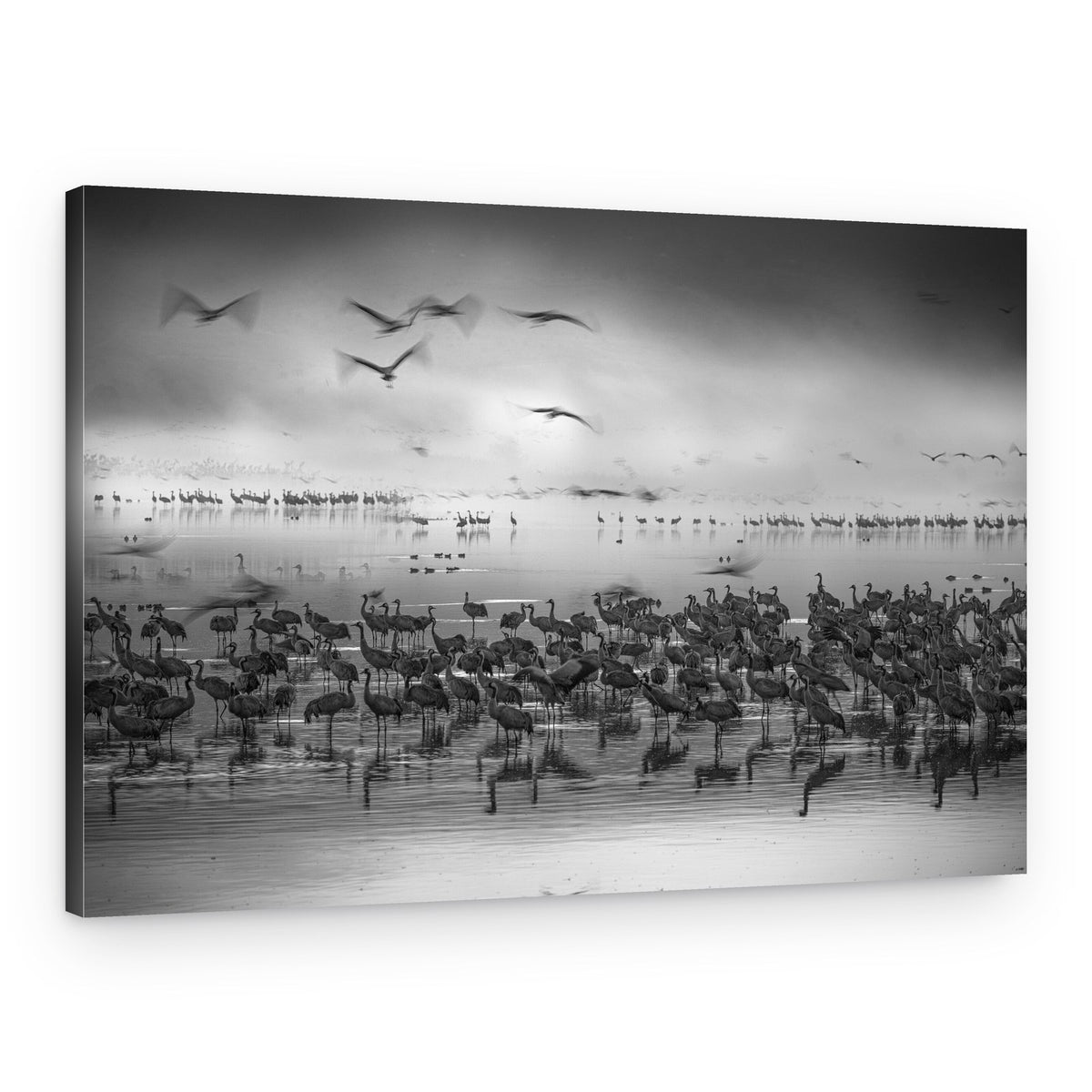 Flying Cranes Serenity – Canvas Print