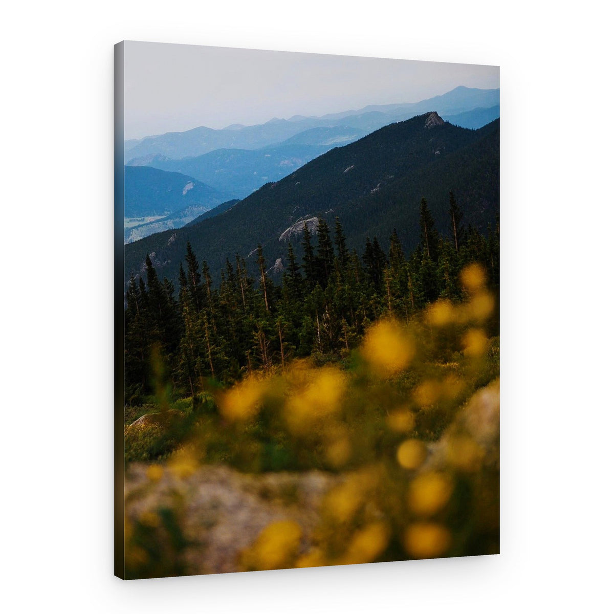 Mountain Valley Wildflowers – Canvas Print