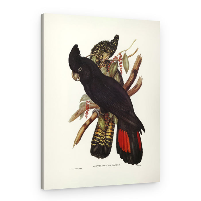 Banksian Cockatoo – Canvas Print