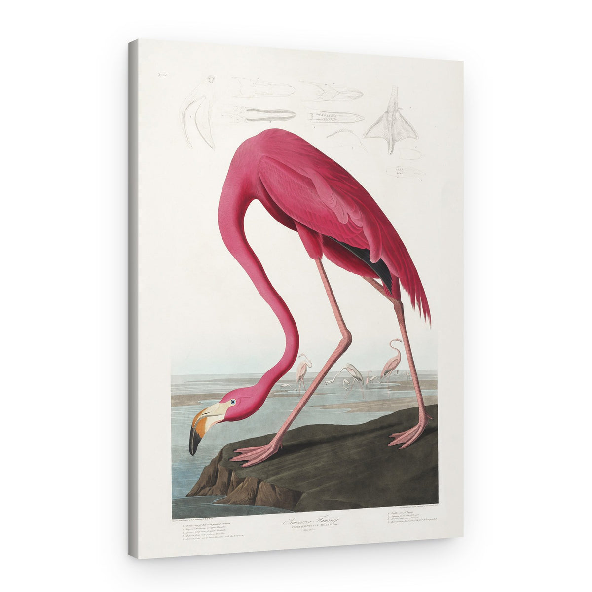 Pink Flamingo From Birds of America (1827) – Canvas Print