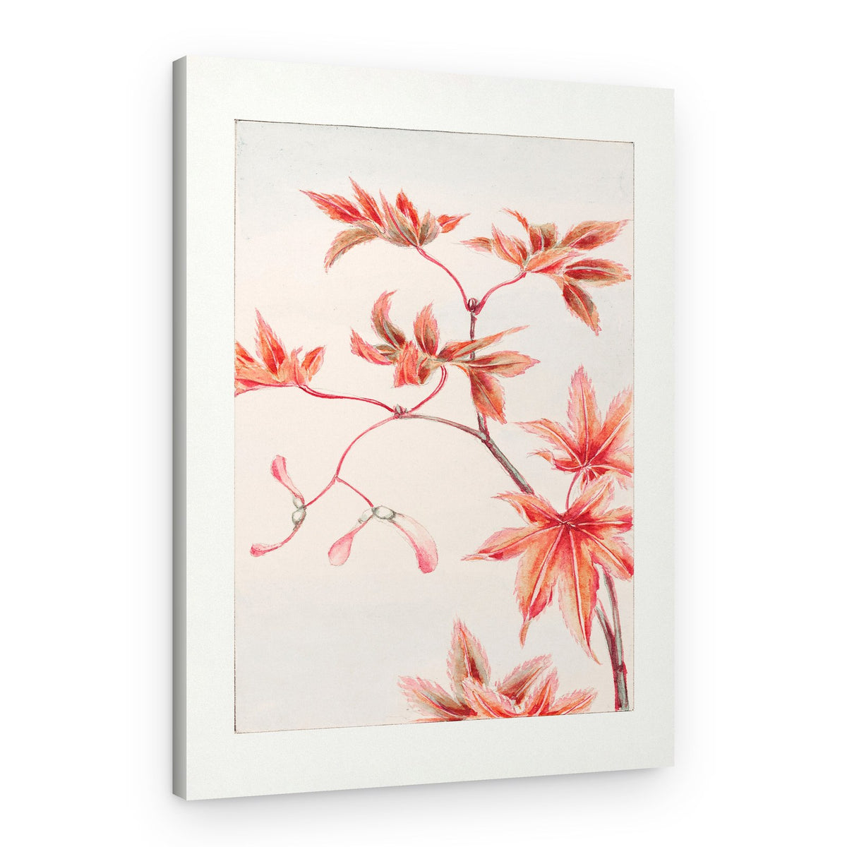 Branch of Momiji Maple Tree With Leaves and Seeds During 1870–1880 – Canvas Print