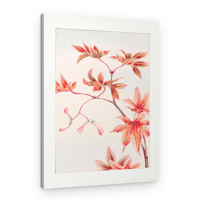 Branch of Momiji Maple Tree With Leaves and Seeds During 1870–1880 – Canvas Print