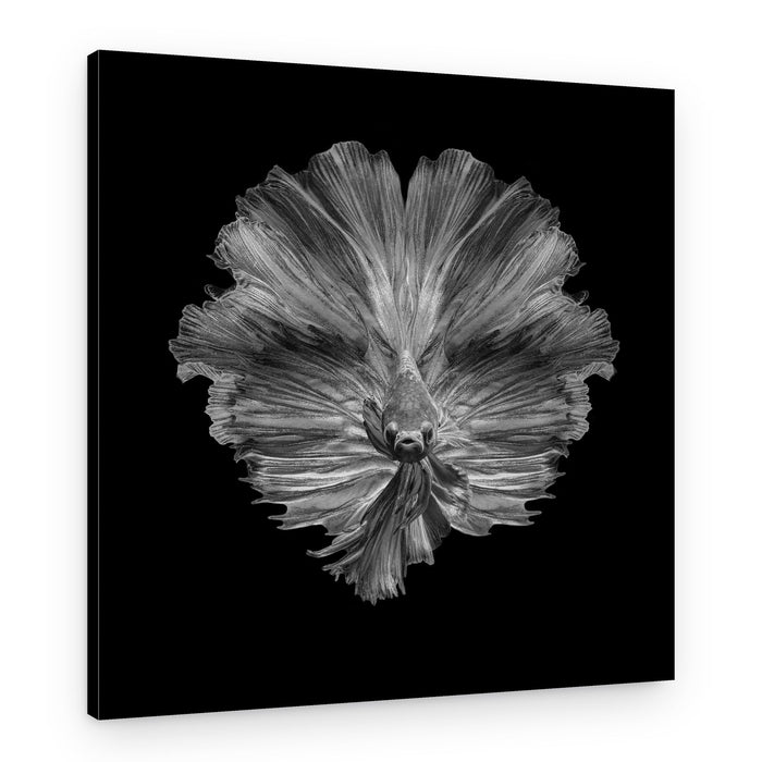 Graceful Betta Portrait – Canvas Print