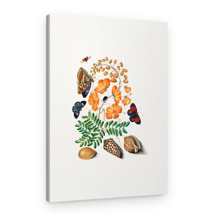 Caesalpinoid Legume – Canvas Print