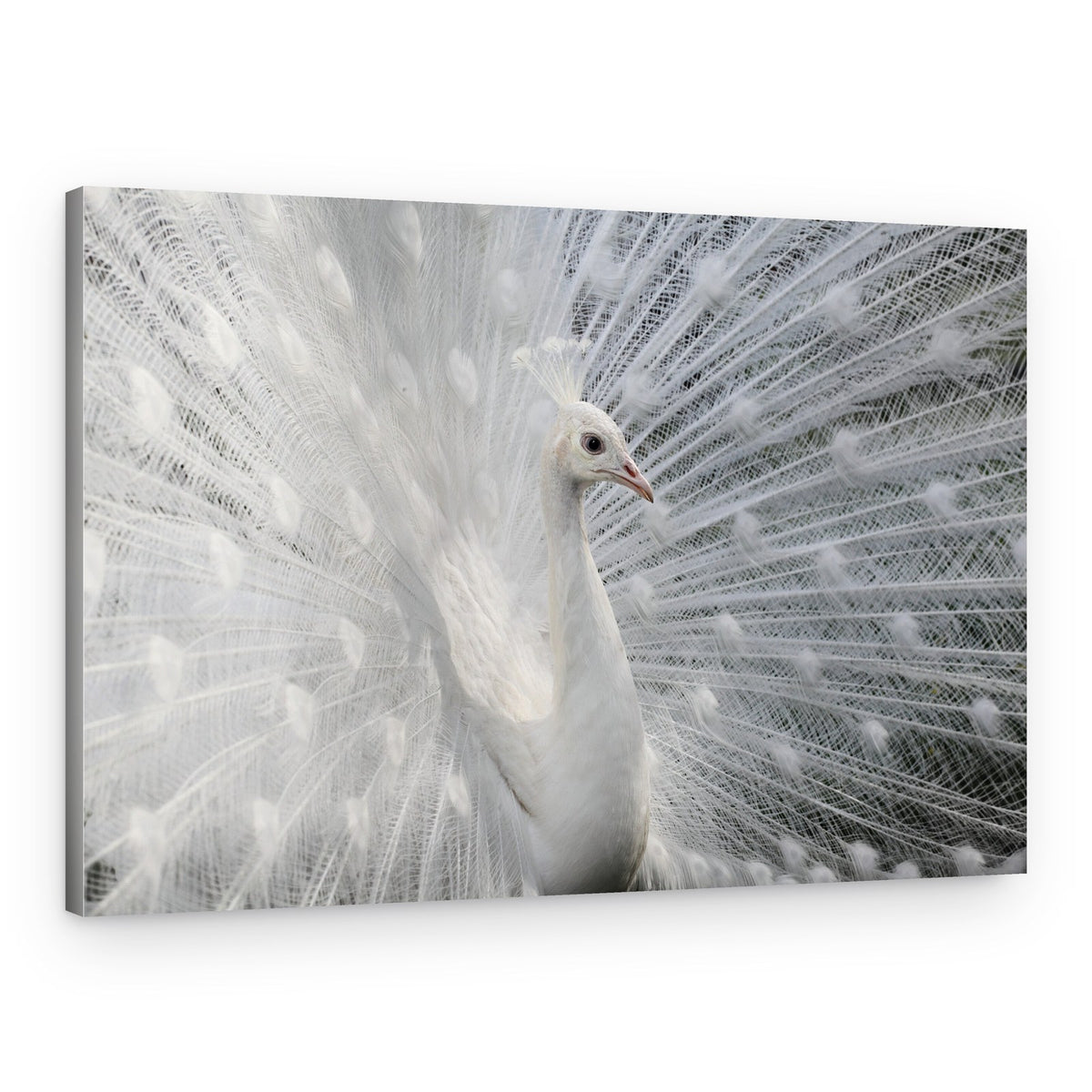 White Peacock Display – Canvas Print
