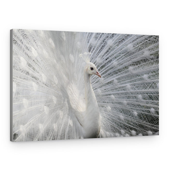 White Peacock Display – Canvas Print