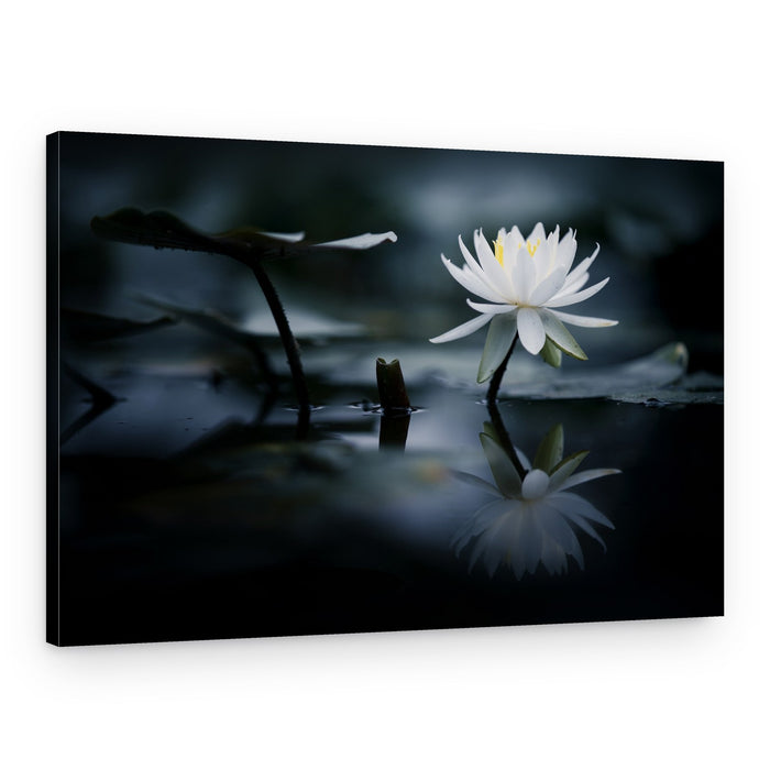Serene Water Lily – Canvas Print