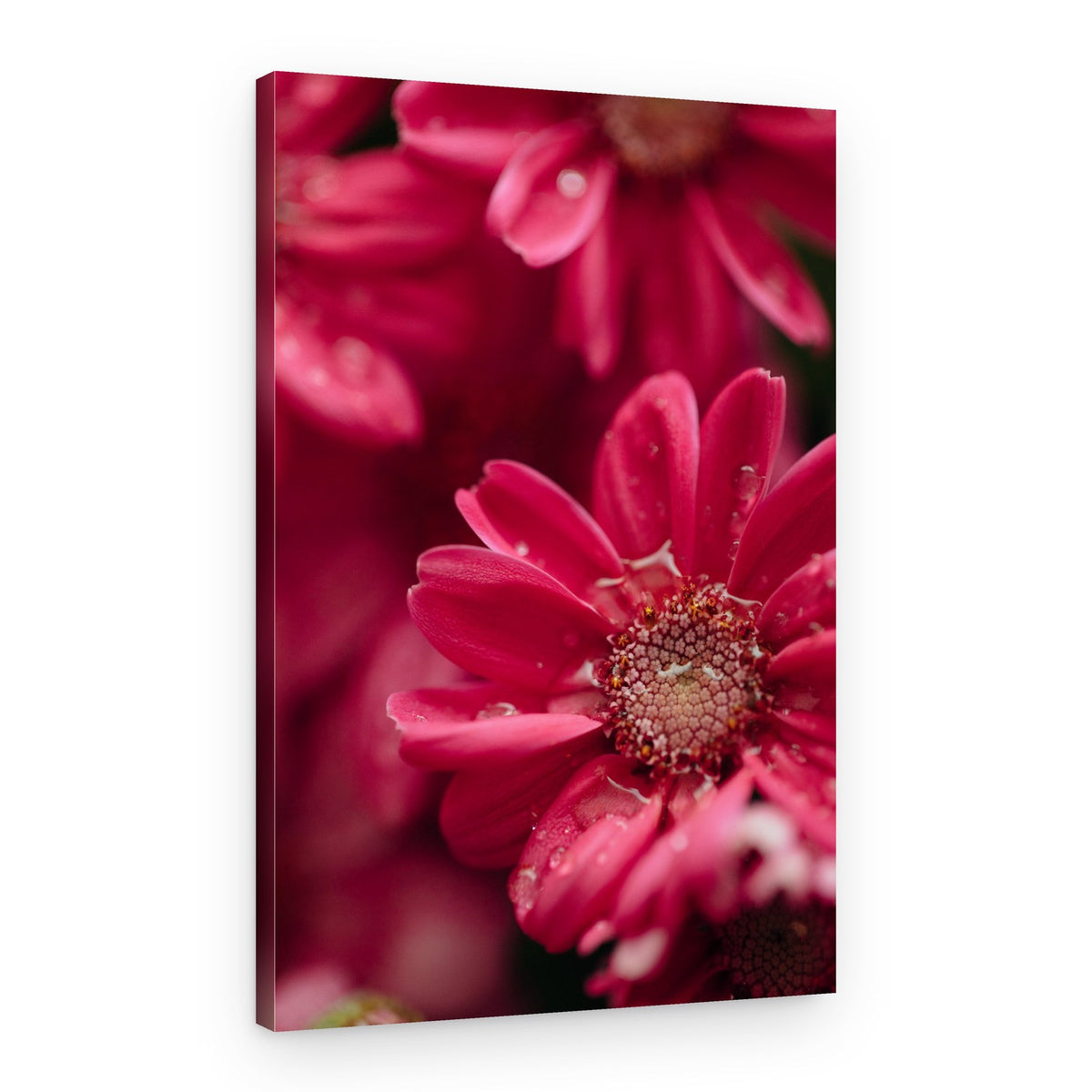 Fresh Pink Daisies – Canvas Print