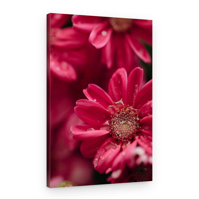 Fresh Pink Daisies – Canvas Print