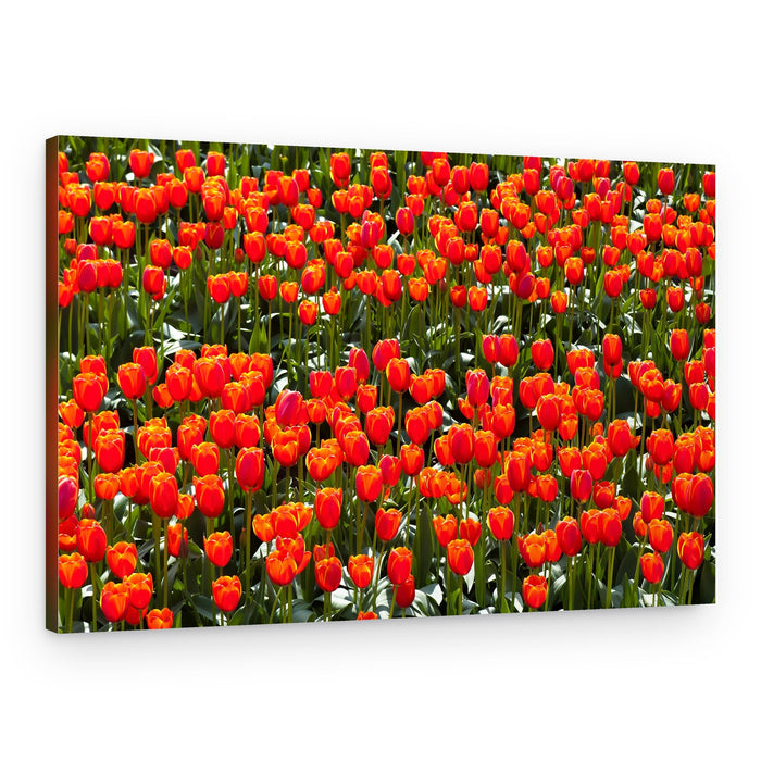 Vibrant Red Tulips – Canvas Print