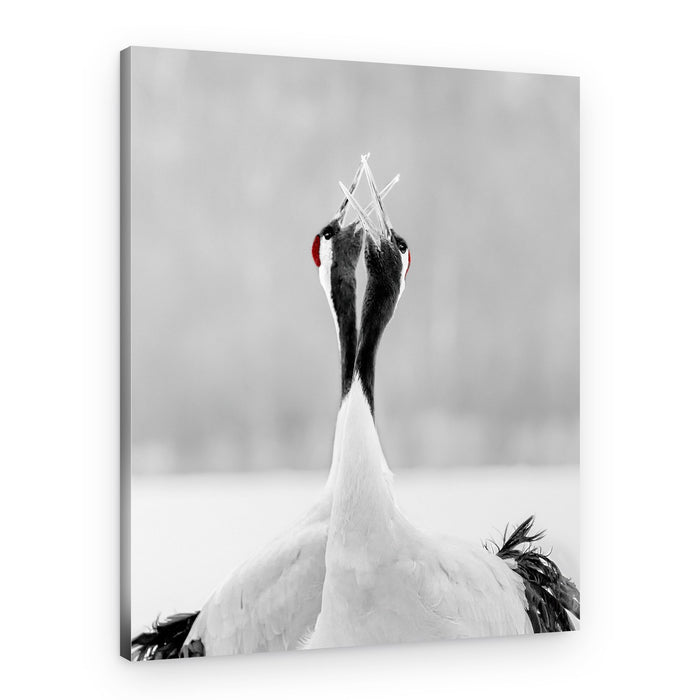 Red-crowned Cranes Duet – Canvas Print