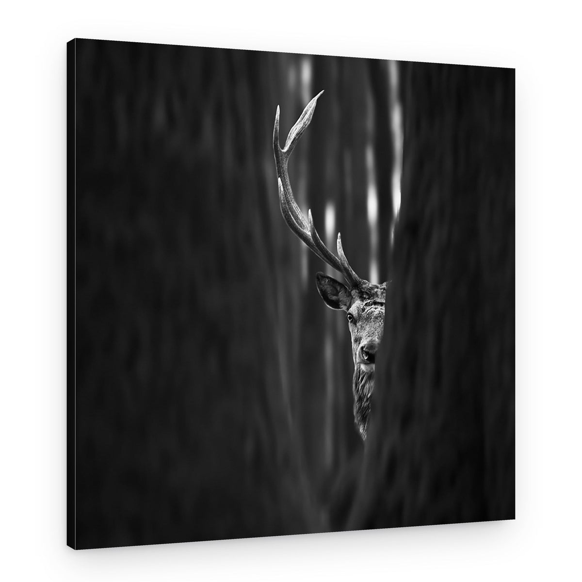Peeking Forest Deer – Canvas Print