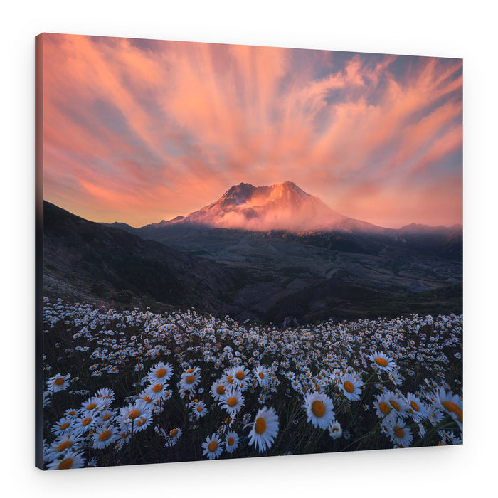 Sunset Mountain Daisy Field – Canvas Print
