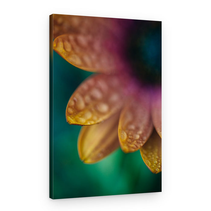 Fresh Dewy Petals – Canvas Print