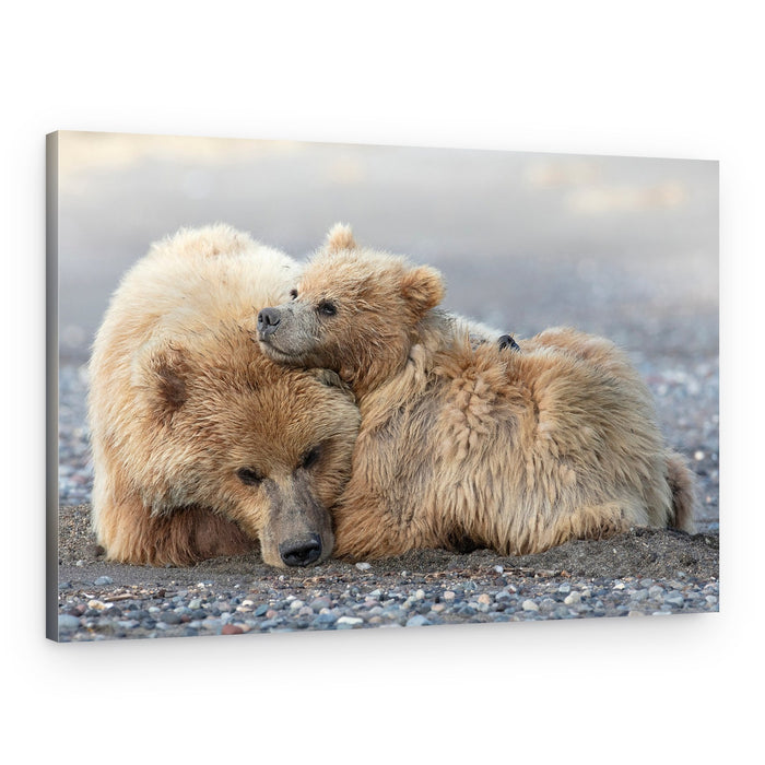 Tender Bear Family – Canvas Print