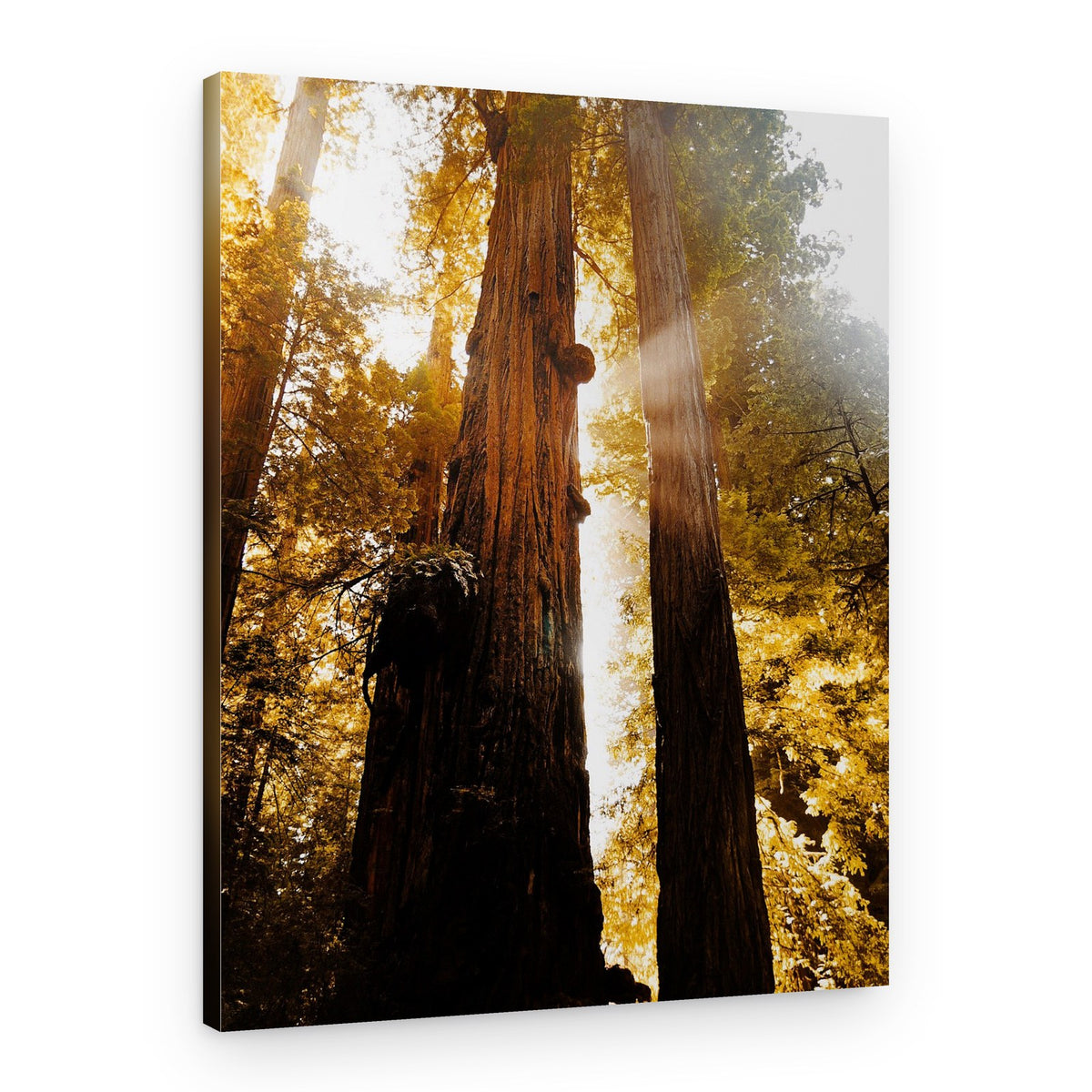 Sunlit Redwood Forest – Canvas Print