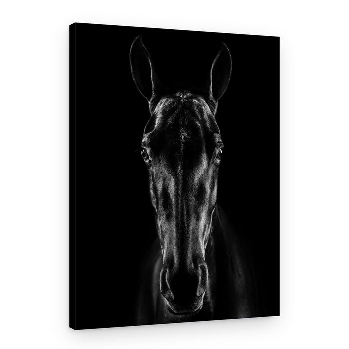 Black Horse Portrait – Canvas Print