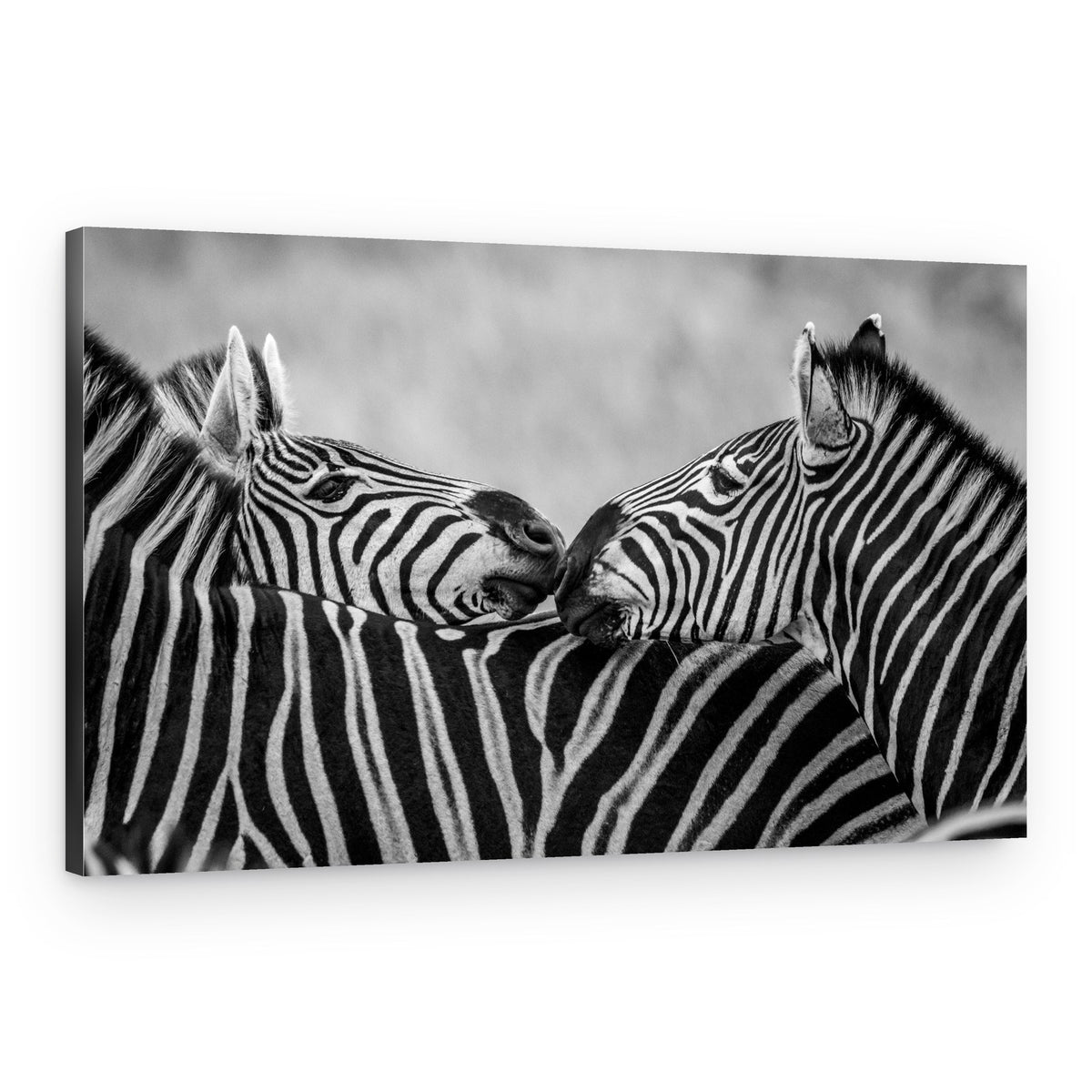 Two Zebras Nuzzling – Canvas Print