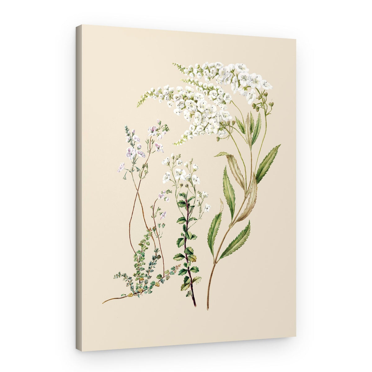 Veronica Drawn By Sarah Featon (1848–1927) – Canvas Print