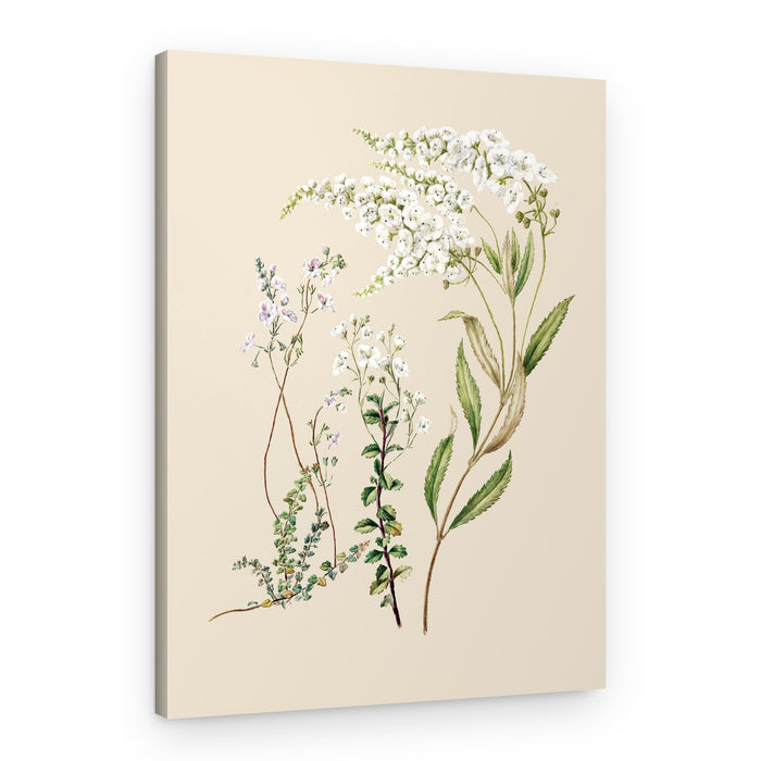 Veronica Drawn By Sarah Featon (1848–1927) – Canvas Print