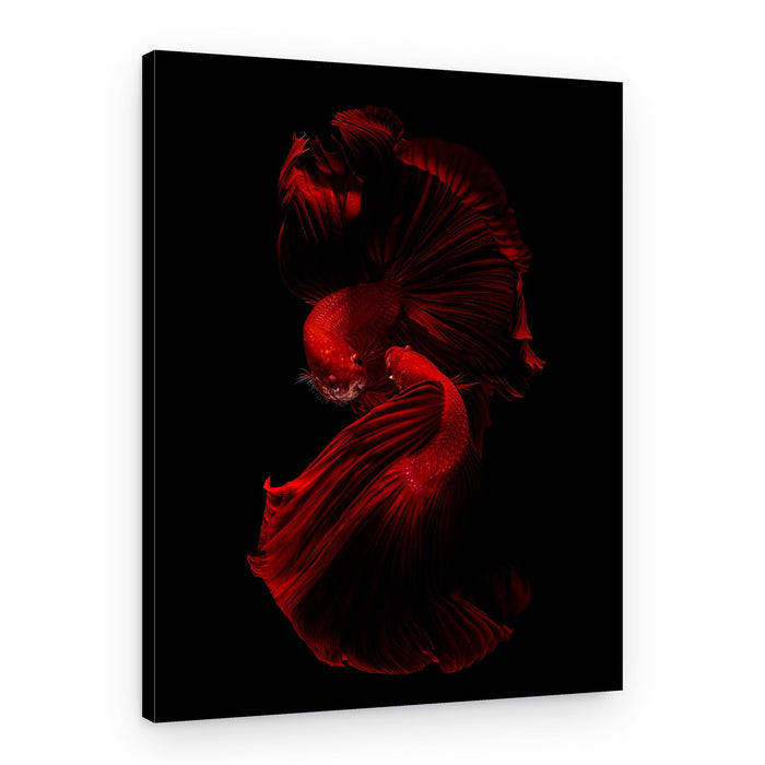 Vibrant Red Bettas – Canvas Print
