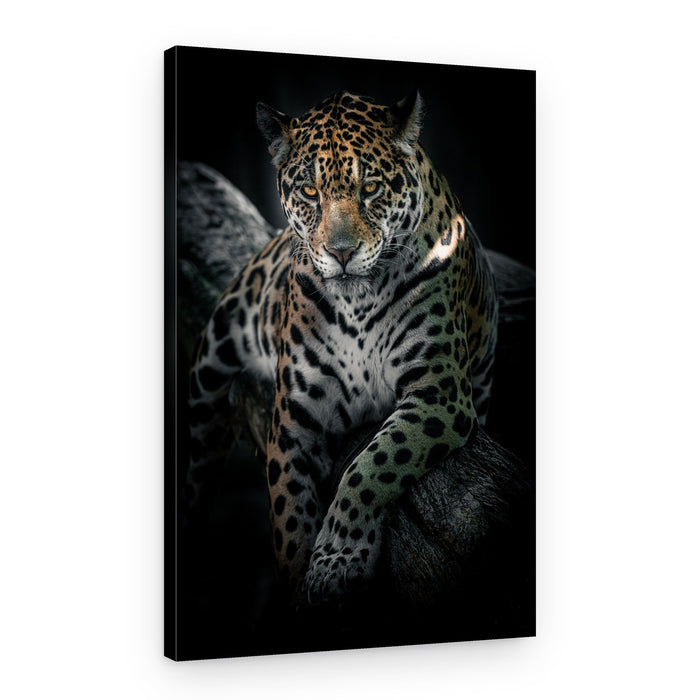 Intense Jaguar Gaze – Canvas Print