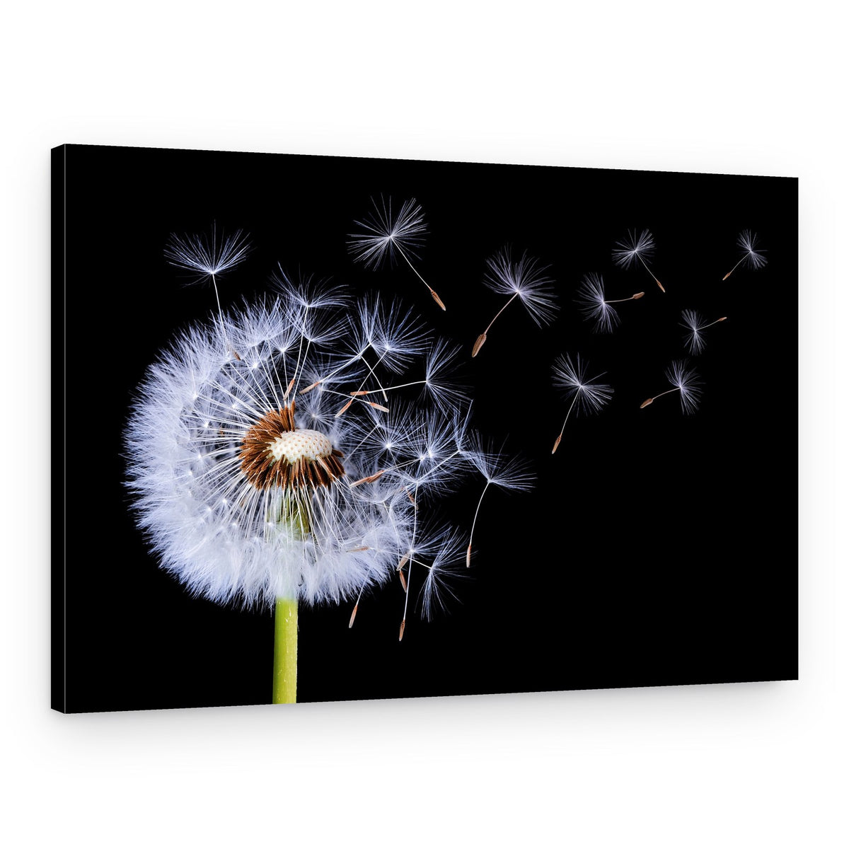 Dandelion Seeds Blowing – Canvas Print