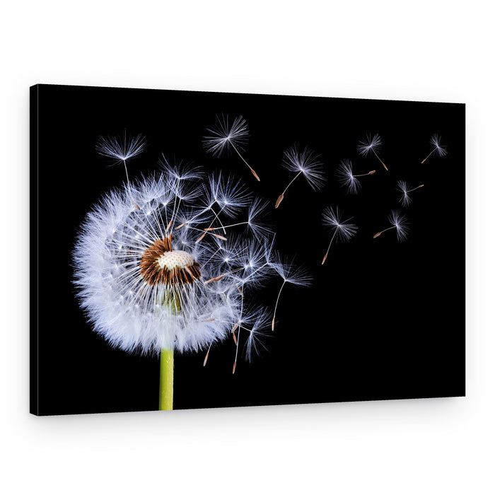 Dandelion Seeds Blowing – Canvas Print