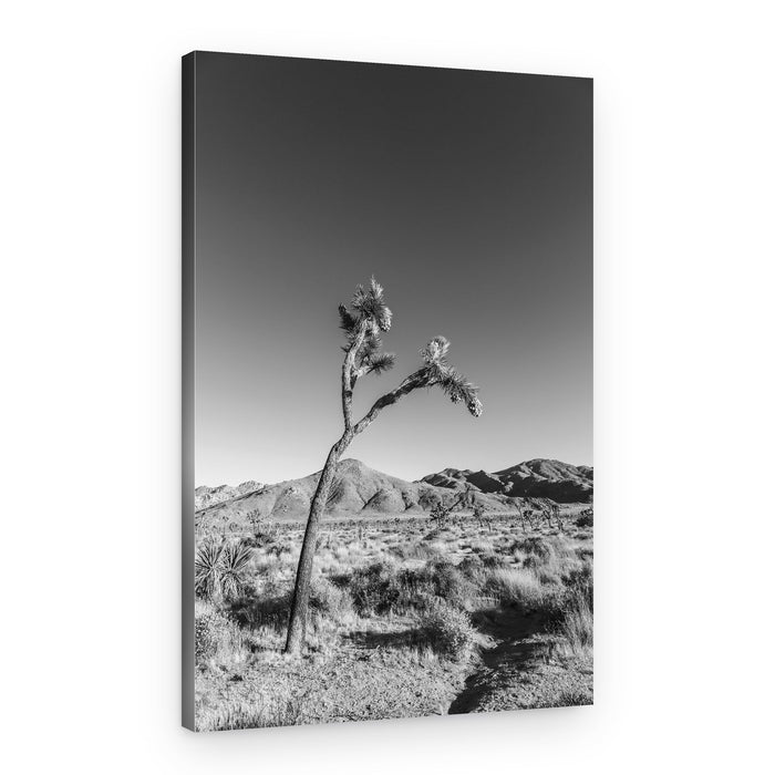 Solitary Joshua Tree – Canvas Print