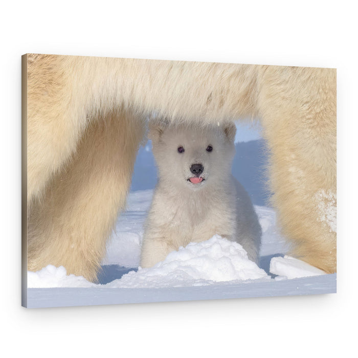 Playful Polar Bear Cub – Canvas Print