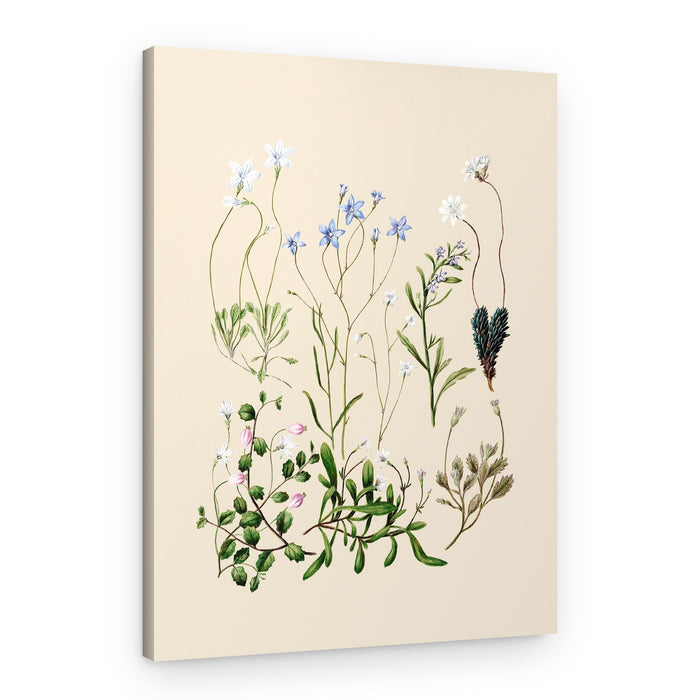 Wahlenbergias Drawn – Canvas Print