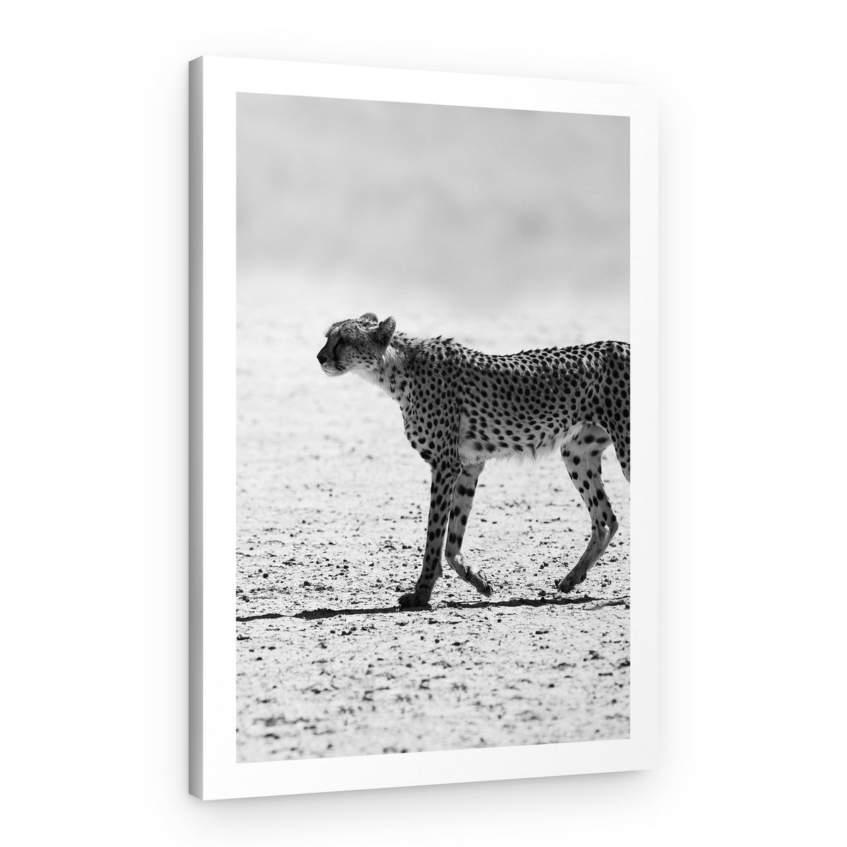 Cheetah's Stride – Canvas Print