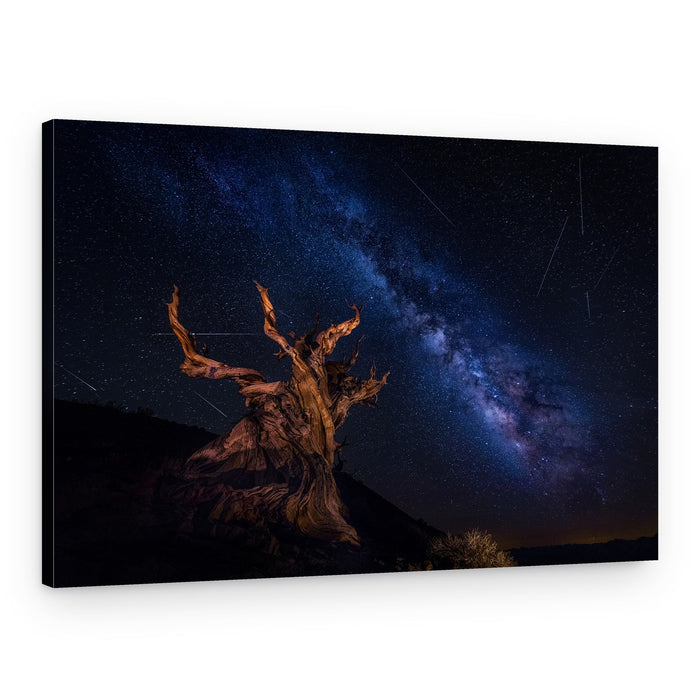 Ancient Tree Starry Night – Canvas Print