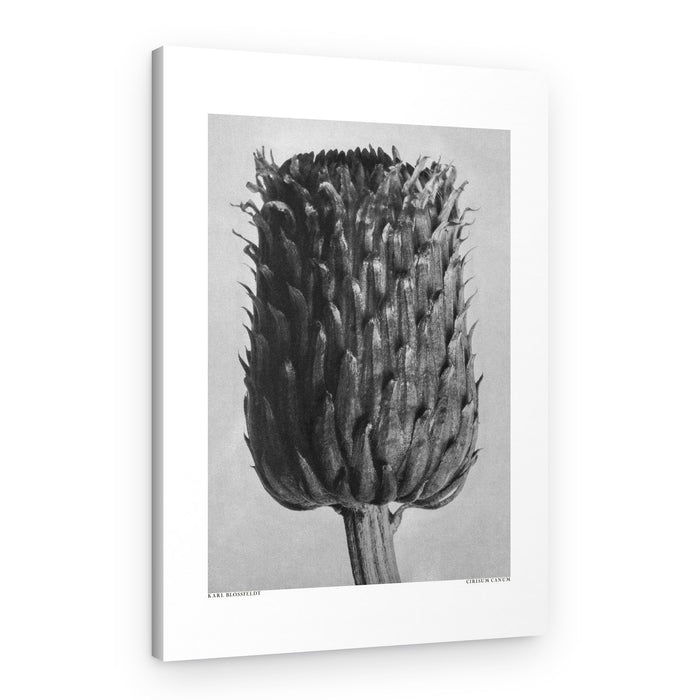 Cirsium Canum (Thistle) – Canvas Print