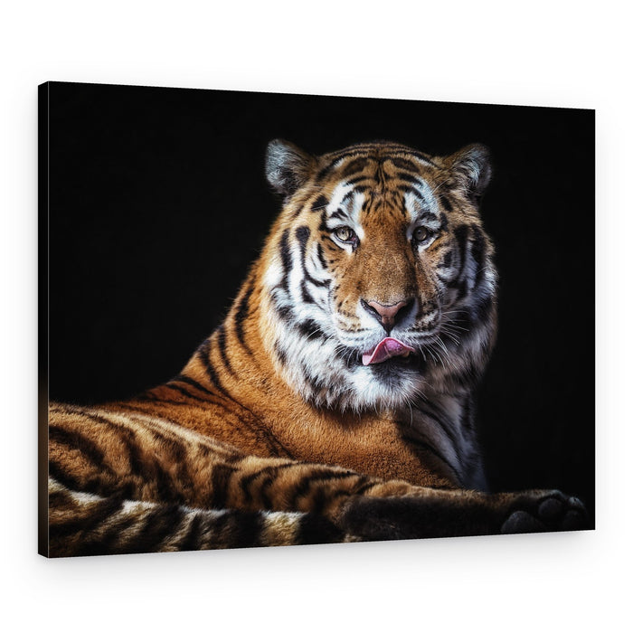 Majestic Tiger Licking Lips – Canvas Print