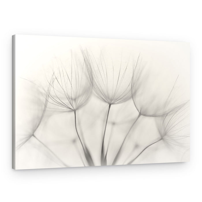 Delicate Dandelion Seeds – Canvas Print