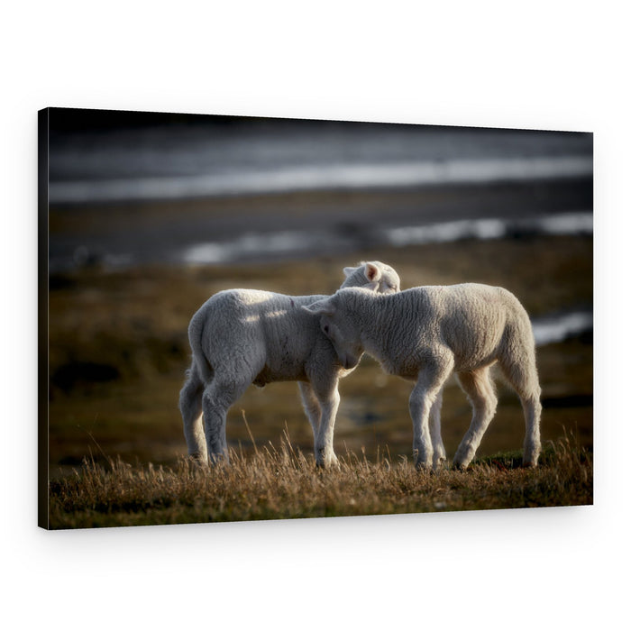 Young Lambs Gentle Embrace – Canvas Print