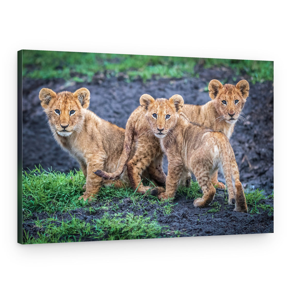 Three Curious Lion Cubs – Canvas Print