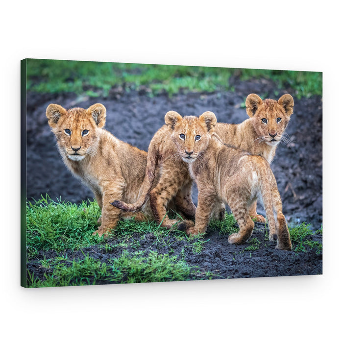 Three Curious Lion Cubs – Canvas Print